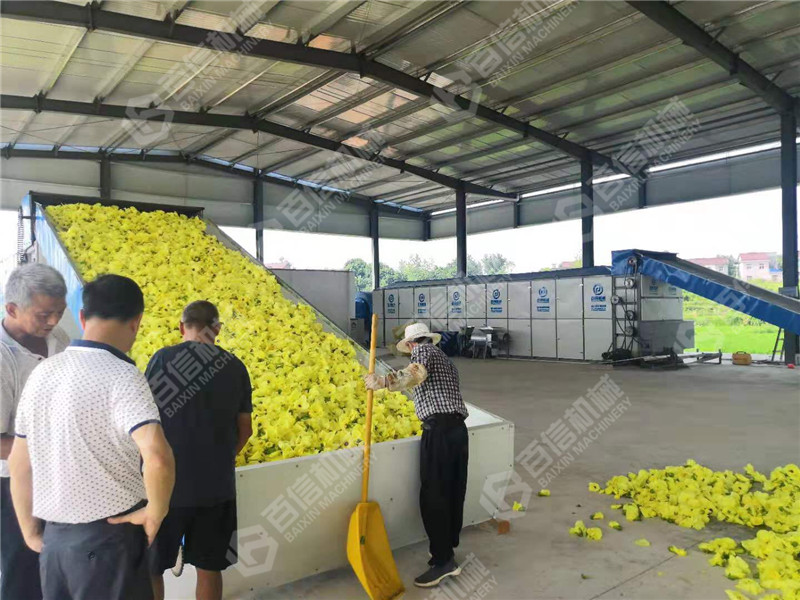 黃蜀葵烘干機在江西的應用：推動陳皮產業升級，共筑制造強國夢